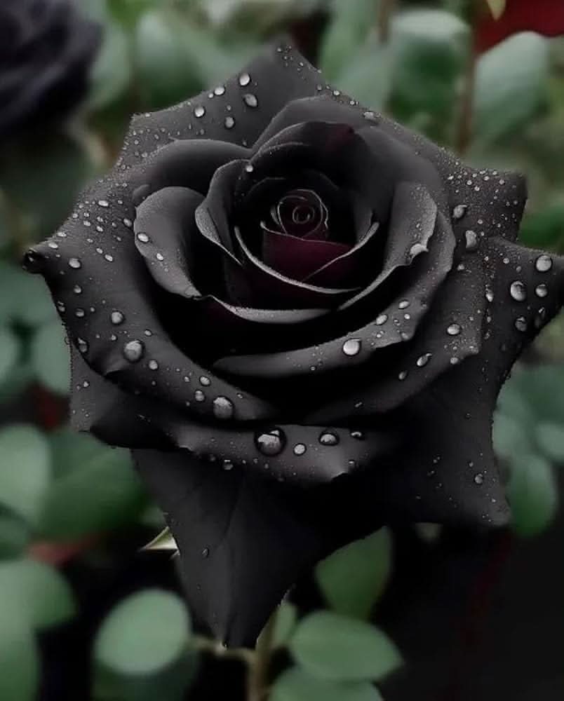 black bonsai flower seeds