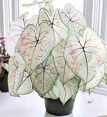 White Queen Caladium Leaf Seeds Heirloom Non-GMO seeds for Planting