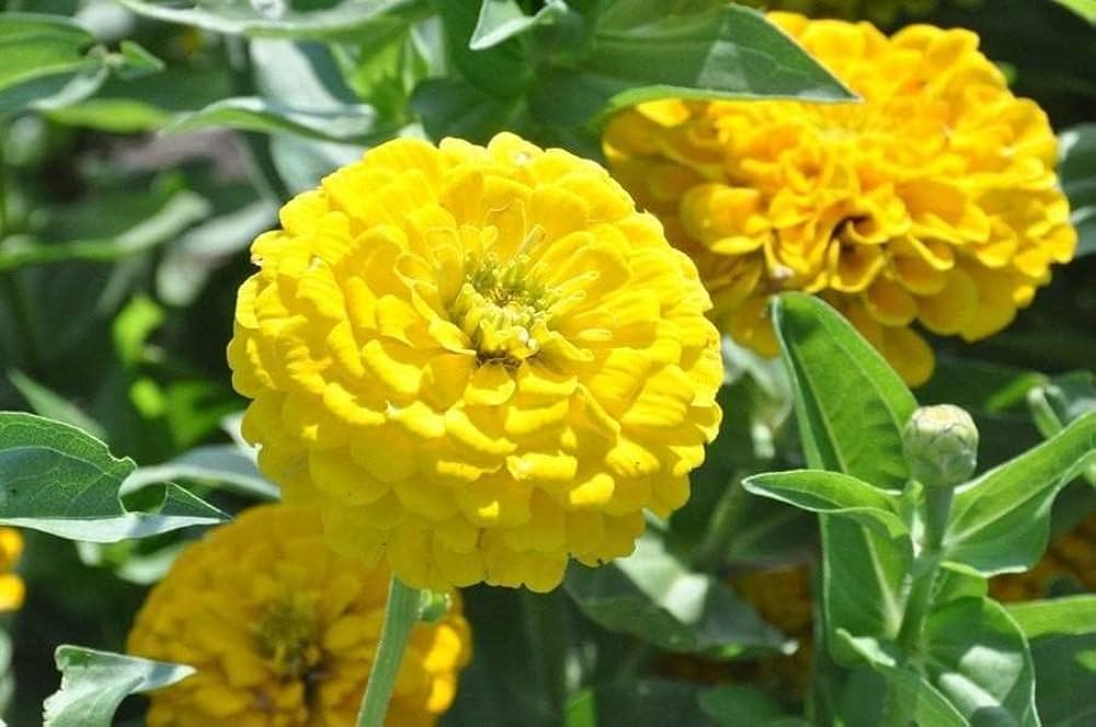 Lysegule Zinnia blomsterfrø til udplantning, 100 stk