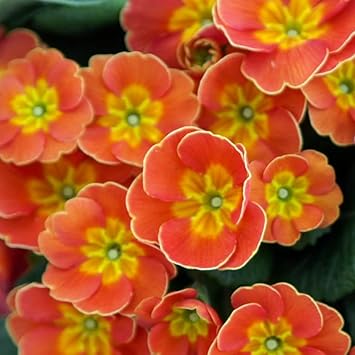orange primula flower seeds
