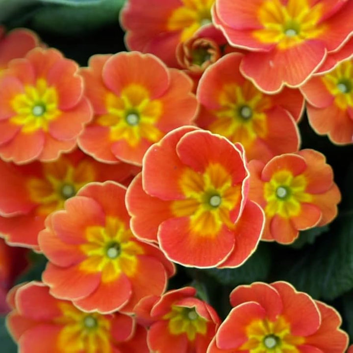 Orange Primrose Flower Seeds for Planting - 100 pcs