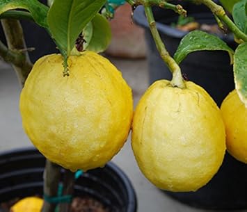 planting etrog seeds Etrog (Esrog) Fruit Seeds for Planting – Aromatic Citron, Heirloom, High Germination, Non-GMO Organic Garden Seeds