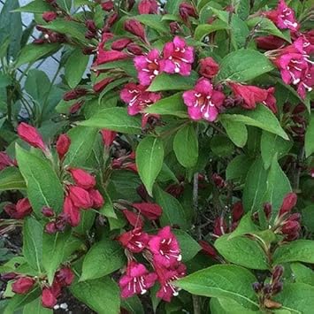 Flower Seeds, Seeds for Planting, Plant Seeds