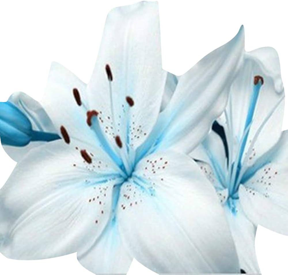 Fresh Lilium Flower Seeds for Planting, White Blue 100 pcs