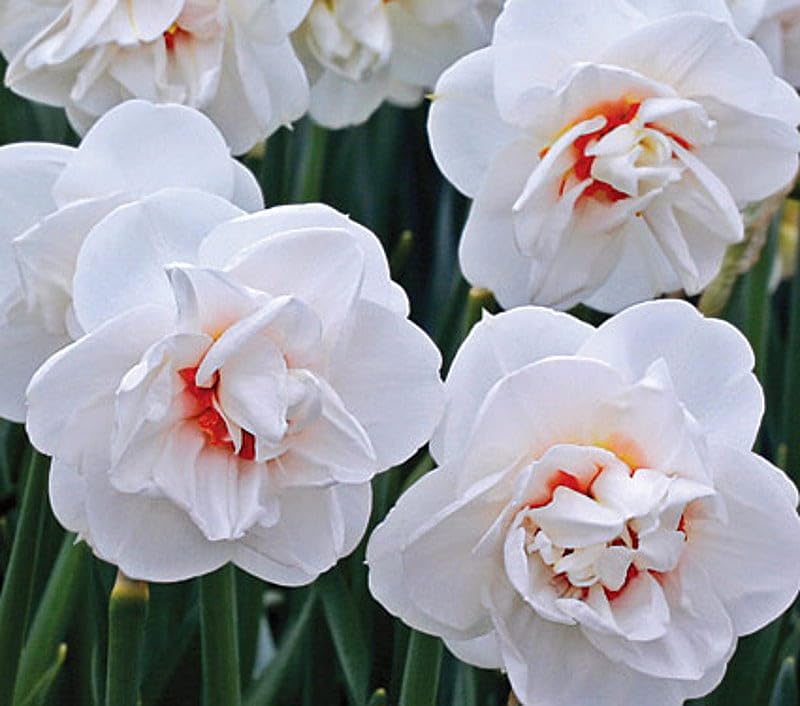 White Double Mixed Petals Narcissus Daffodil Flower Seeds for Planting – Heirloom, Non-GMO