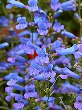 Flower Seeds, Seeds for Planting, Plant Seeds