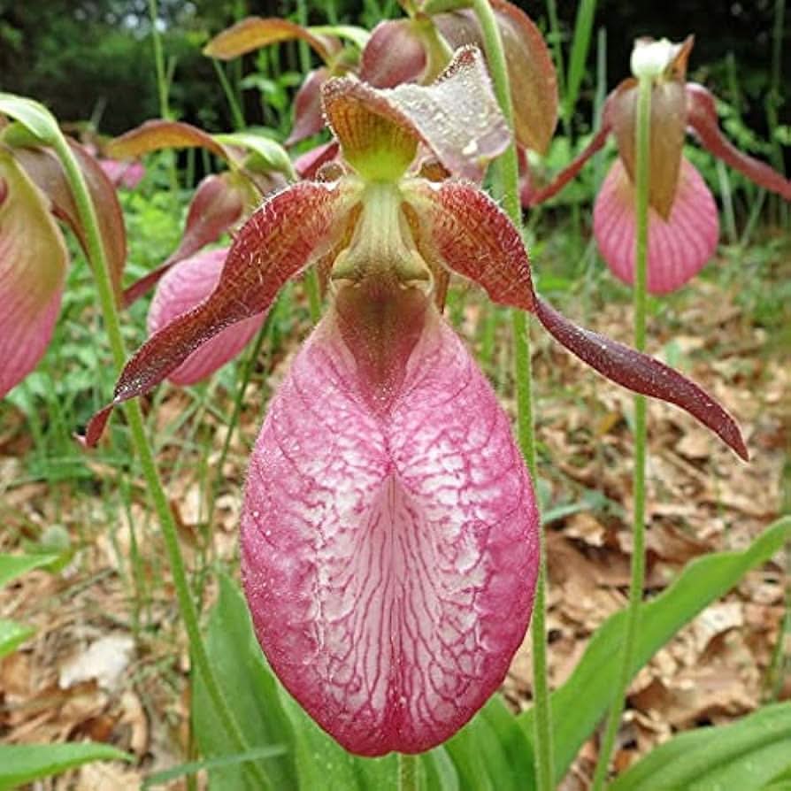 pink ladys flower seeds