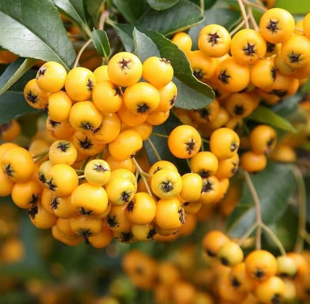 pyracantha coccinea flower seeds
