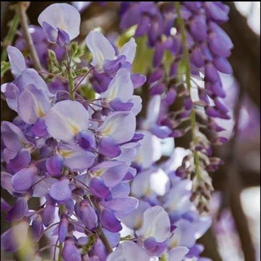 Japanese Wisteria Floribunda Purple Climbing Vine Seeds for Planting – Non-GMO Heirloom