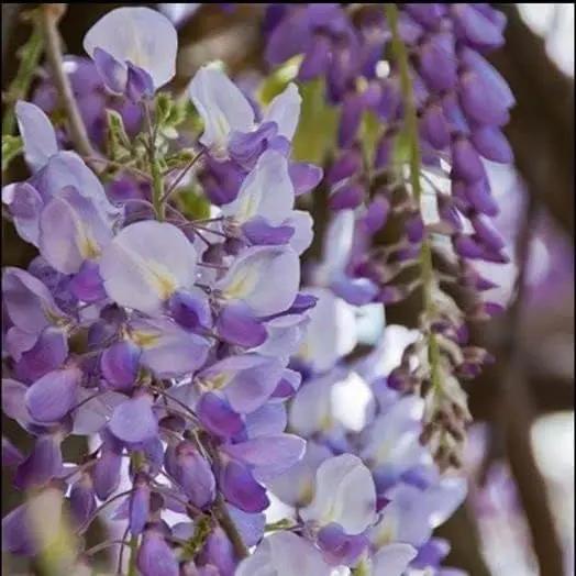 purple japanese flower seeds