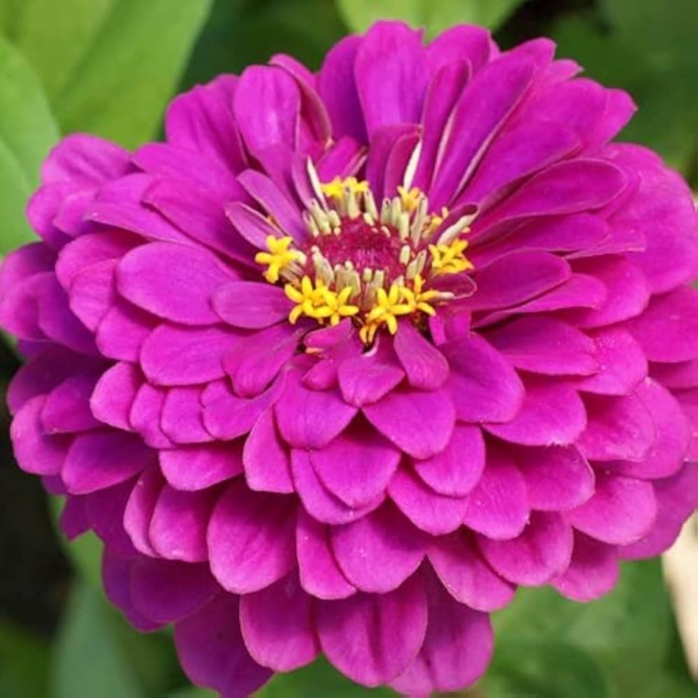 Lilla Gul Zinnia Blomsterfrø til udplantning - 100 stk