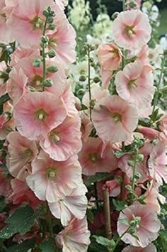 Hollyhock Light Pink Seeds for Planting