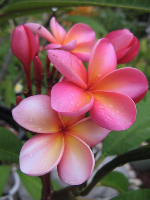 Pink Frangipani blomsterfrø til plantning – 100 stk