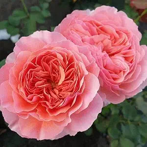 salmon giant flower seeds