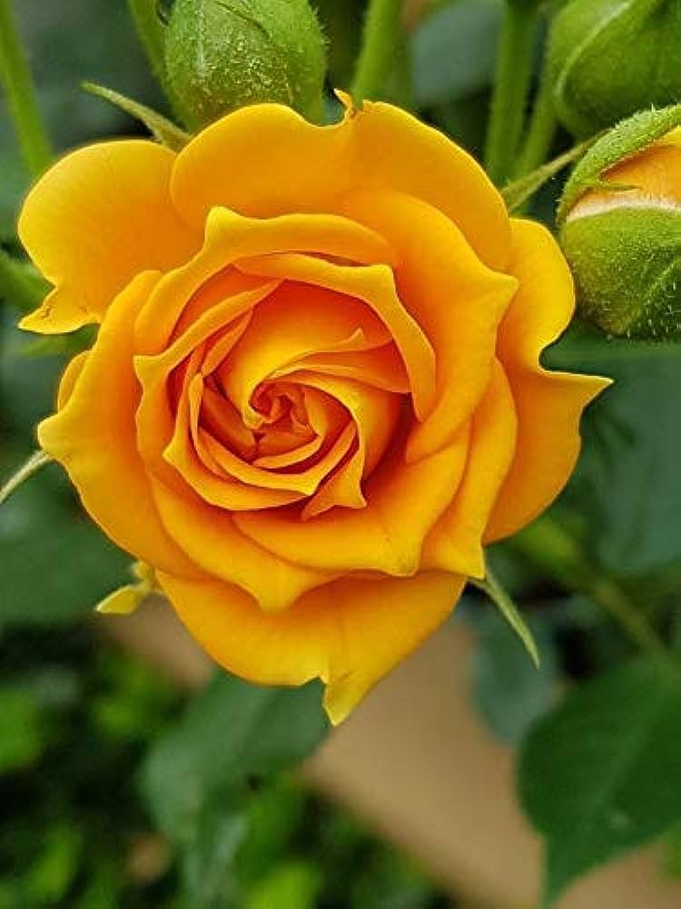 Yellow Rose Flower Seeds for Planting 100 pcs