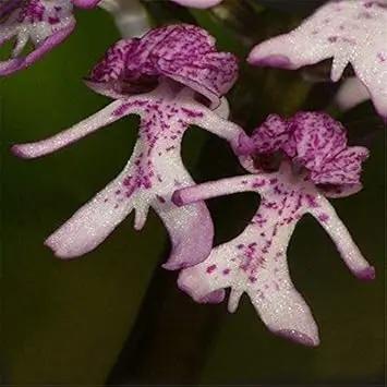 purple orchis flower seeds