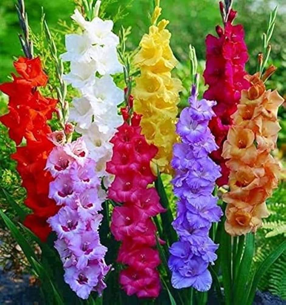 different perennial flower seeds