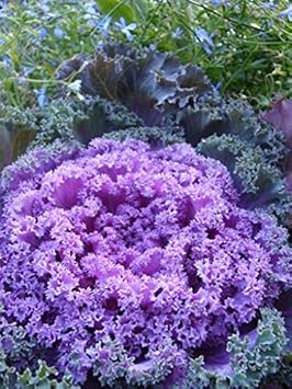 Flower Seeds, Seeds for Planting, Plant Seeds