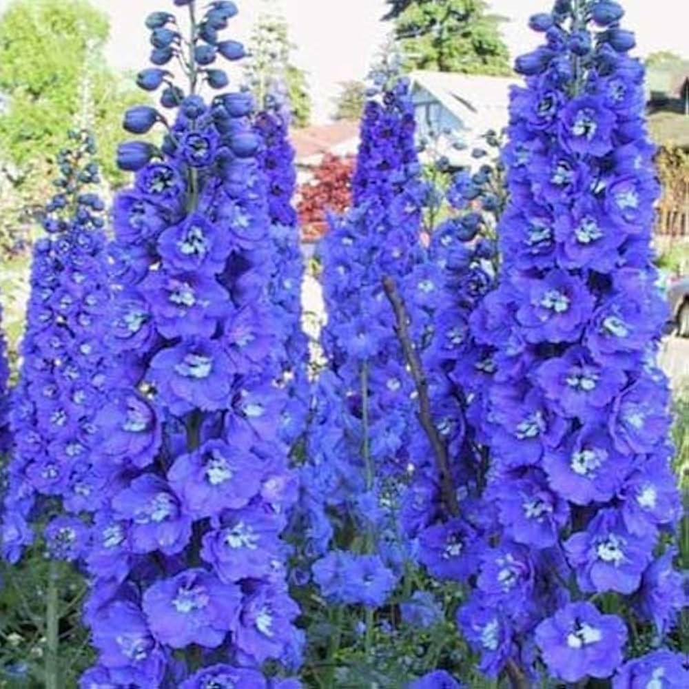 blue larkspur flower seeds