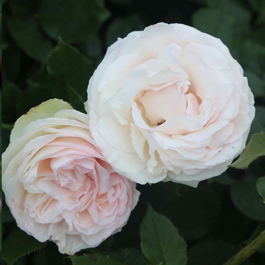 rose mixed flower seeds