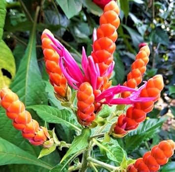 blue deep flower seeds
