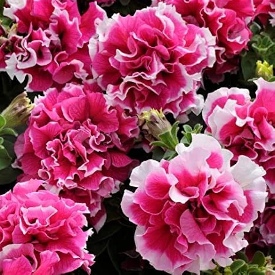 White Pink Double Petunia Flower Seeds for Planting 100 pcs