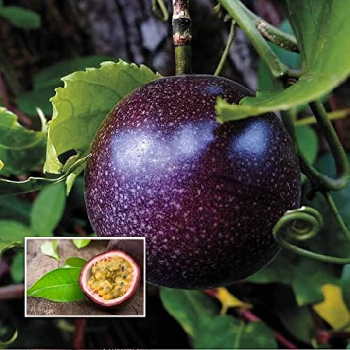 Black Passion Fruit Seeds for Planting – Heirloom & Non-GMO Seeds for Home Garden