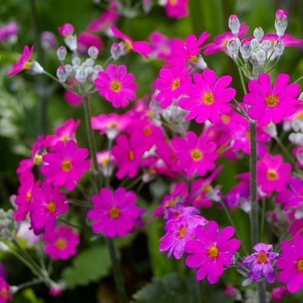 Heirloom Non-GMO Primula Malacoides Flower Seeds for Planting – Colorful Blooming Annuals