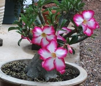 Flower Seeds, Seeds for Planting, Plant Seeds