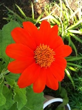 red tithonia flower seeds