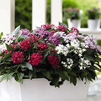 pentas flower flower seeds