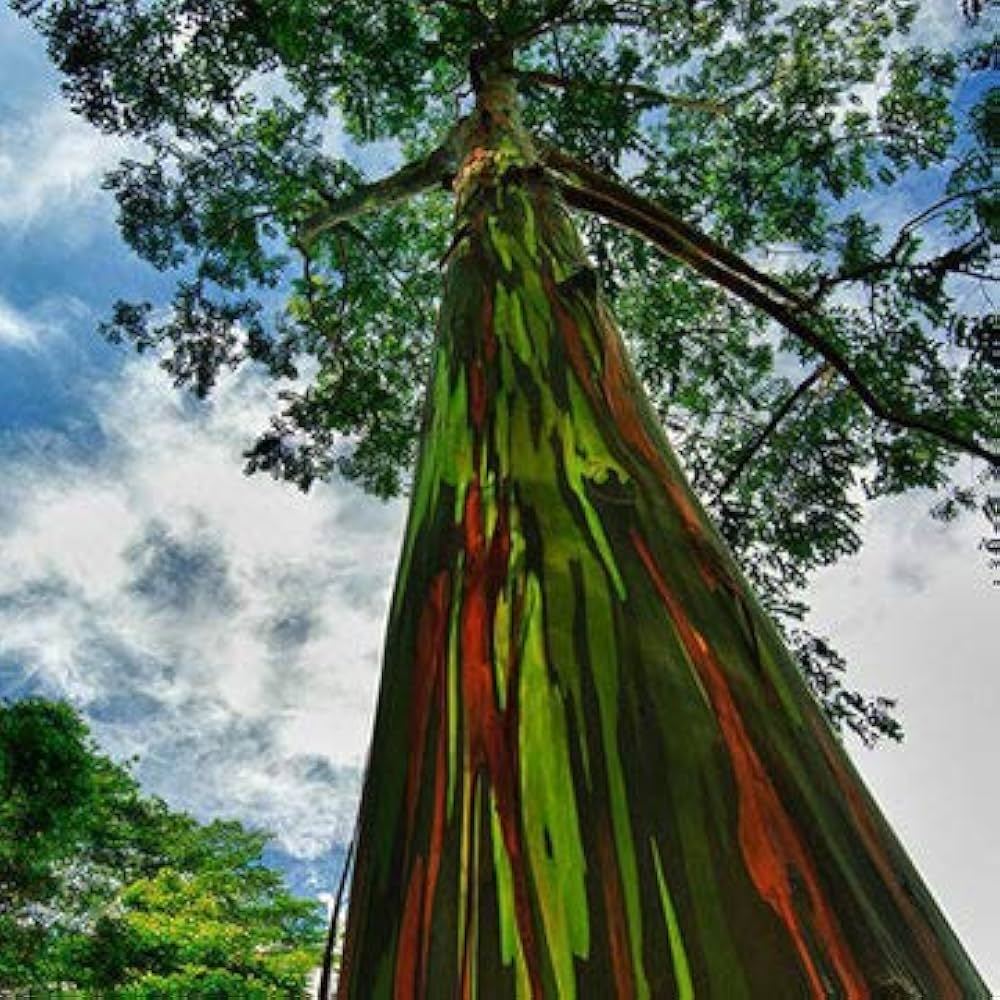 rainbow eucalyptus flower seeds