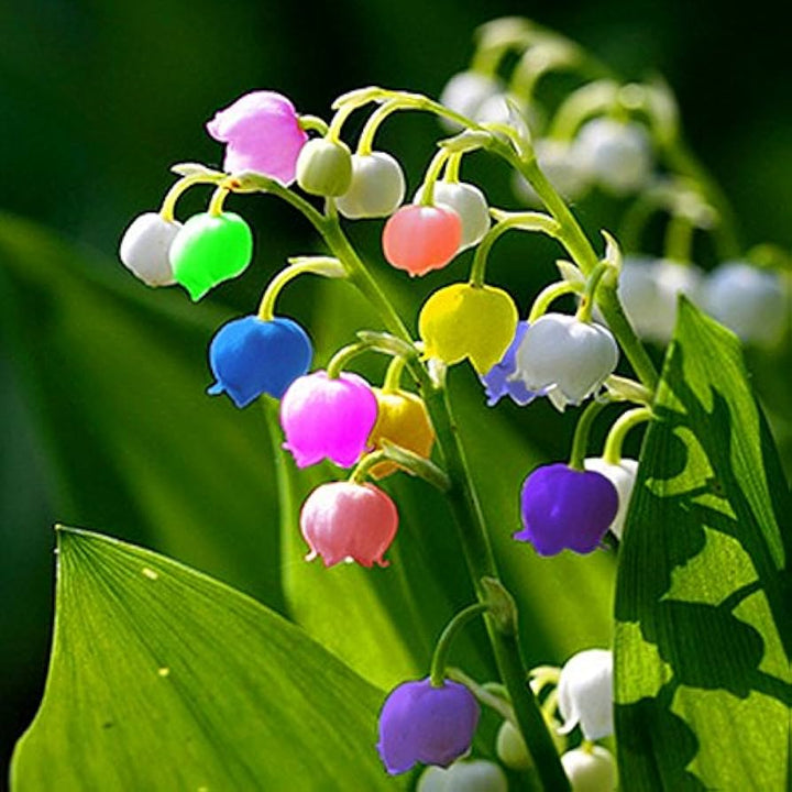 Blandede klokkeorkideblomsterfrø til udplantning, 100 stk