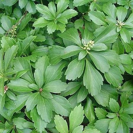 Pachysandra Plantefrø til udplantning 100 stk