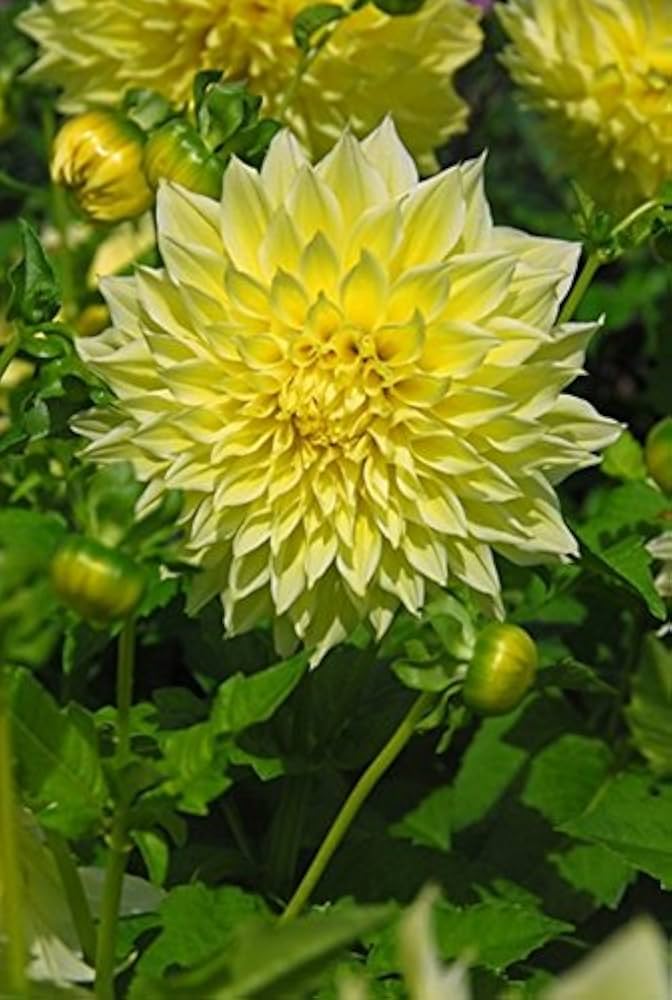 Dahlia blomsterfrø til udplantning, gul, 100 stk