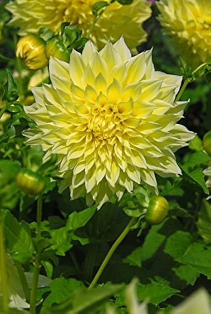 yellow dahlia flower seeds