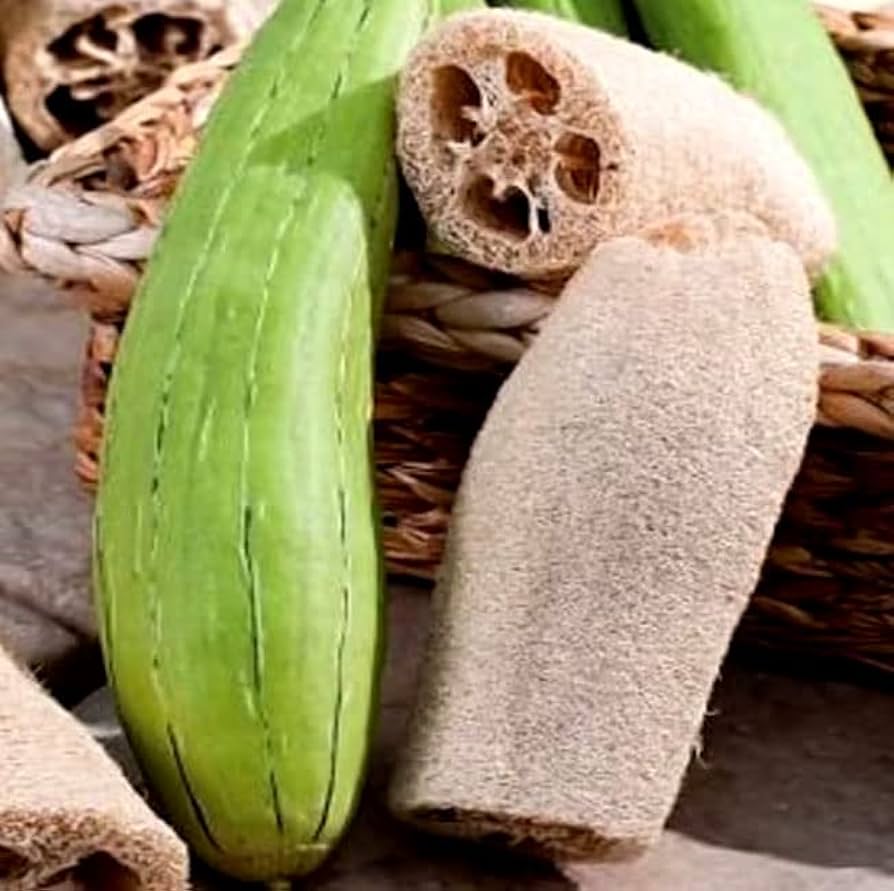 luffa sponge flower seeds
