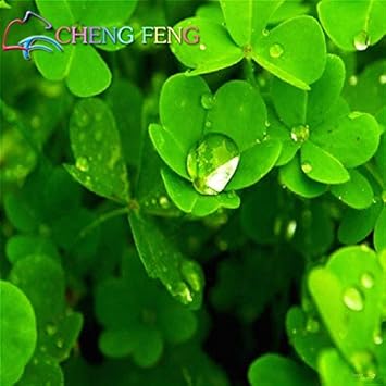 Flower Seeds, Seeds for Planting, Plant Seeds