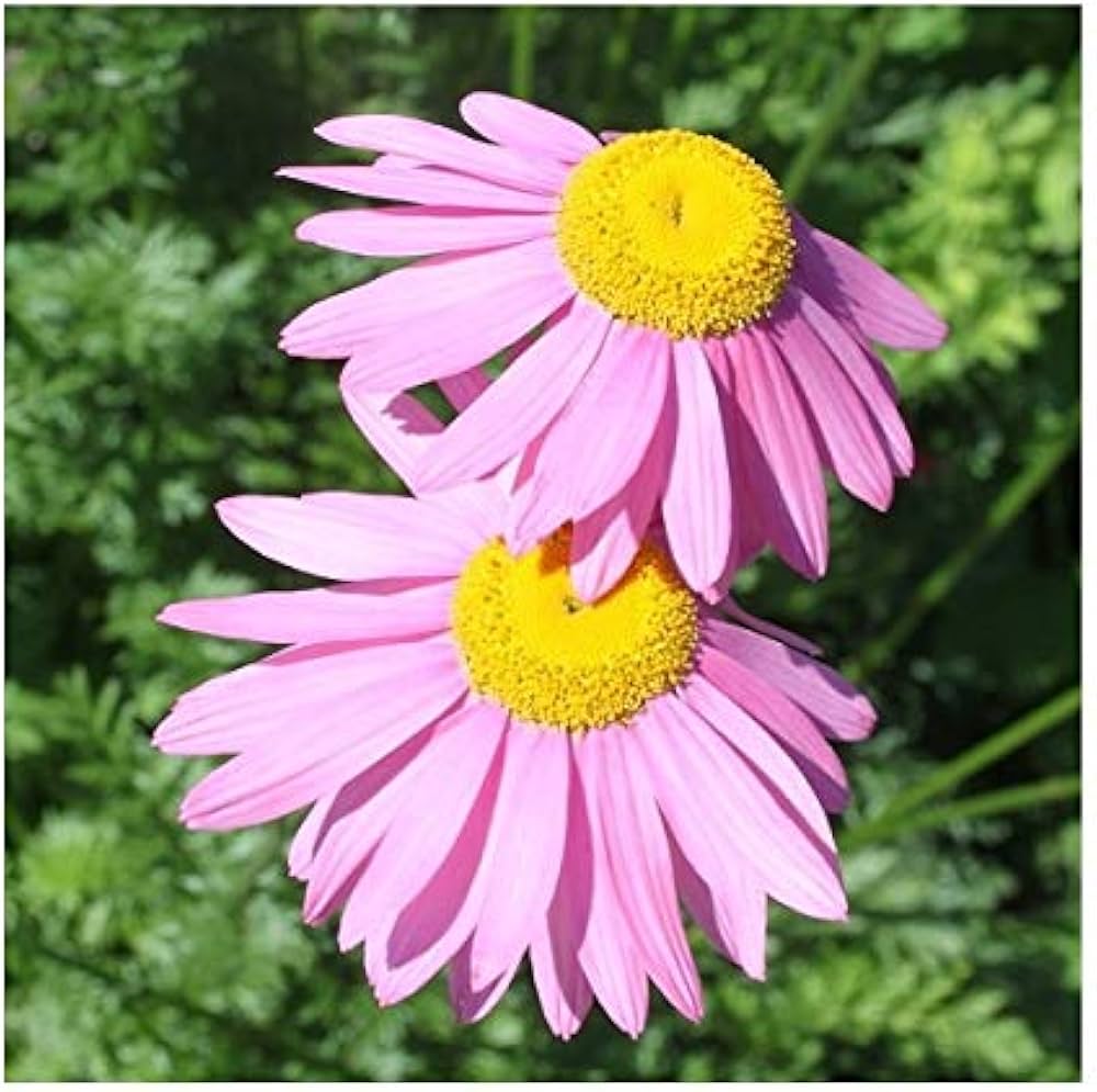 Pink Robinsons Flower Seeds for Planting - 100 pcs