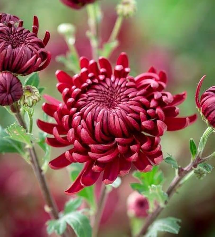 chrysanthemum burgundy flower seeds