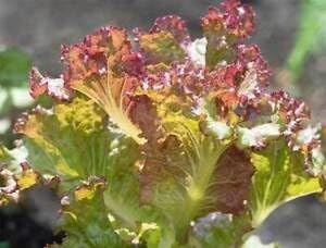 Brown Lettuce Seeds for Planting | Heirloom, Non-GMO, High Germination, Organic Garden Seeds