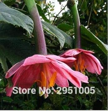 Flower Seeds, Seeds for Planting, Plant Seeds