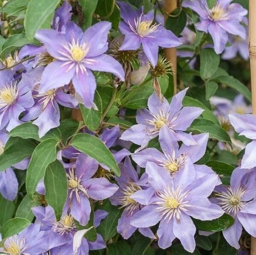 blue clematis flower seeds