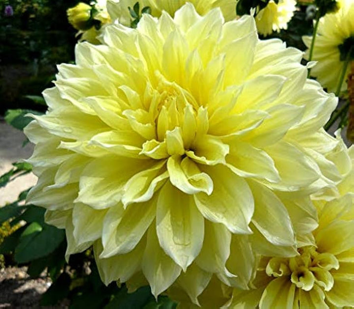 Dahlia blomsterfrø til udplantning, gul, 100 stk