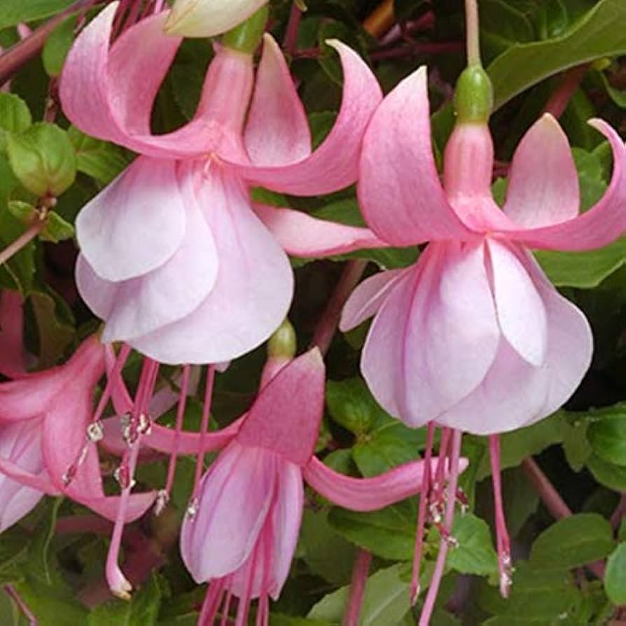 Lyserøde Fuchsia-blomsterfrø til plantning - 100 stk