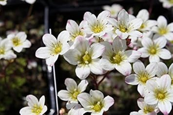 white burren flower seeds