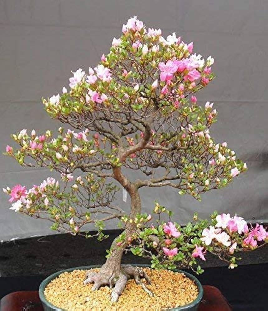 Mixed Simsii Bonsai Flower Seeds – Heirloom Non-GMO Seeds for Garden Planting