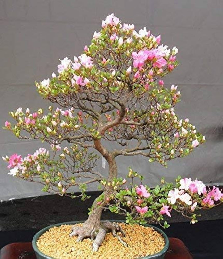 Mixed Simsii Bonsai Flower Seeds – Heirloom Non-GMO Seeds for Garden Planting