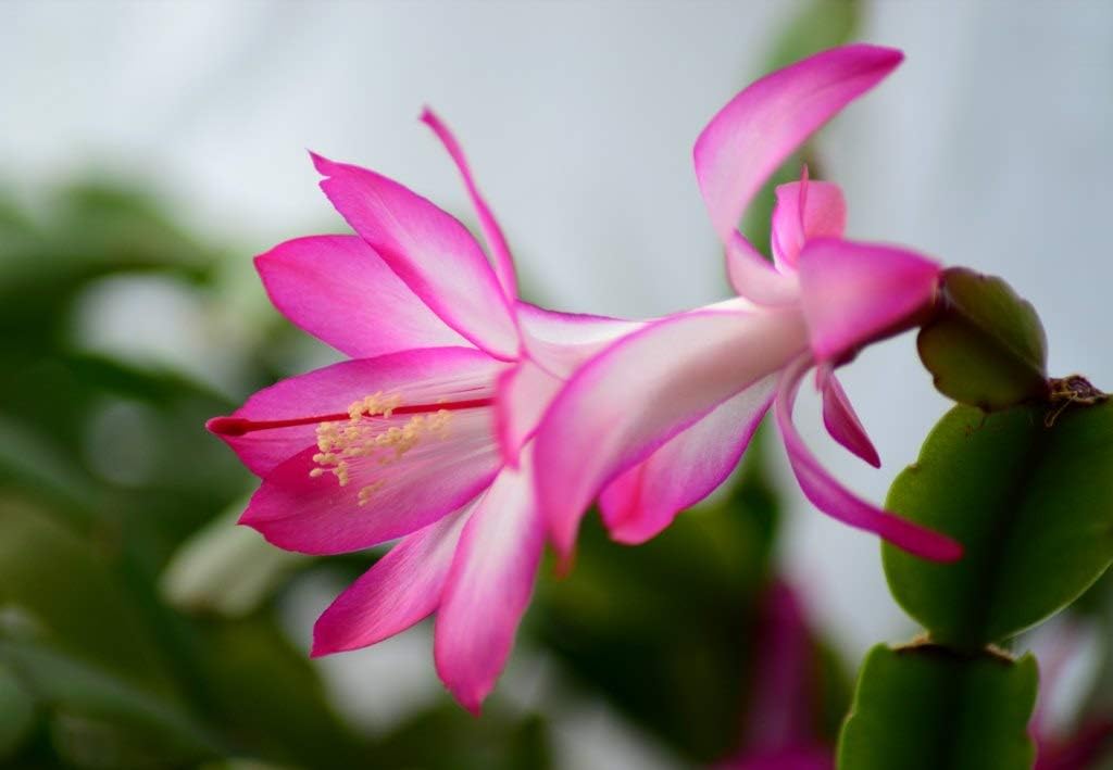 pink white flower seeds