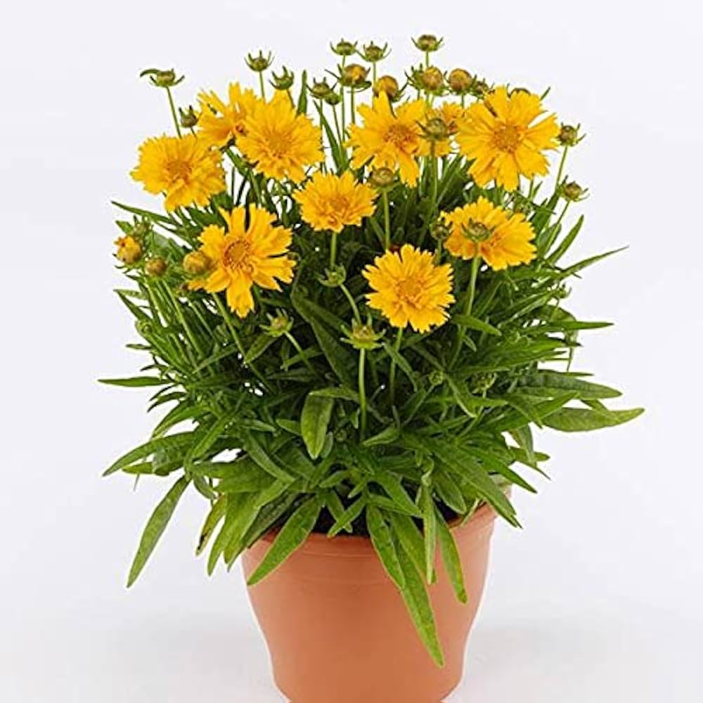 coreopsis tripteris flower seeds